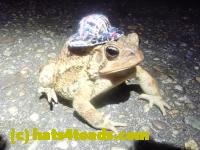 /home//u458753944/public_html/sourcegallery/////Roxborough Toad Detour/2024/2024-04-01/P4011354.JPG